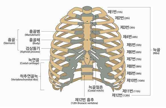가슴뼈 골반뼈 8. 팔의장해가.
