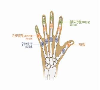 3) 손가락에는첫째손가락에 2 개의손가락관절이있다. 그중심장에서가까운쪽부터중수지관절, 지관절이라한다. 4) 다른네손가락에는 3 개의손가락관절이있다. 그중심장에서가까운쪽부터중수지관절, 제 1 지관절 ( 근위지관절 ) 및제 2 지관절 ( 원위지관절 ) 이라부른다.