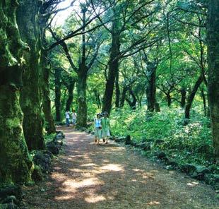 kr ( 제주시홈페이지 ) 비자림은제주도에서제일처음생긴삼림욕장이며, 단일수종의숲으로는세계최대규모를자랑한다.