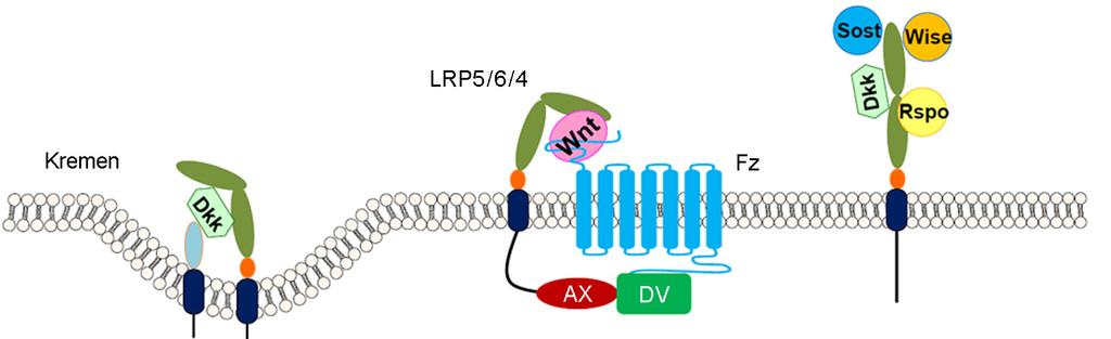 β-catenin β-catenin Fig. 1. Lipoprotein receptor-related protein 5 (LRP5) and Wingless and Int-1 (Wnt) signaling pathway.