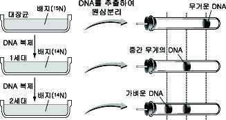 그림은대장균을 15 N가들어있는배지에서배양하여모든 DNA가 15 N로표지되게한후, 14 N가들어있는배지로옮겨서배양한뒤 DNA를추출하는실험이다. 추출물에 들어 있는 DNA의 조성비가 14 N- 14 N: 15 N- 14 N: 15 N- 15 N = 75%: 25% : 0% 일 때대장균의배양시간과분열세대로옳은것 은?