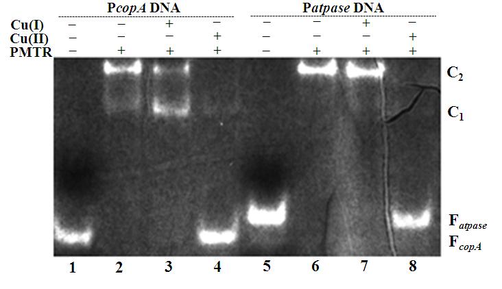 Invariant and similar residues are shaded black and grey, respectively. 질사이의결합을관찰하였다. 그리고 DNase I protection 실험으로 P. mirabilis의 atpase 프로모터에서 PMTR 단백질의결합부위와단백질결합에따른 DNA 구조적변화를관찰하였다. pmtr 유전자는 P.