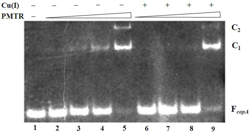 160 JongBack Gang Fig. 3. Gel shift assay of E. coli copa and P. mirabilis atpase with various concentration of Cu(II). 0.1 μm DNA and 0.6 μm PMTR were used in each reaction.