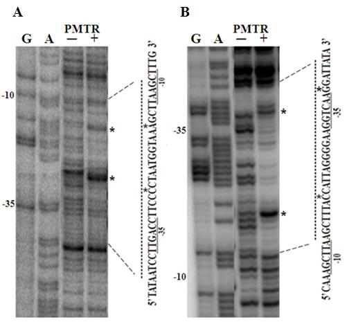 P. mirabilis 전사조절단백질의 DNA 결합특성 161 (A) (B) Fig. 6. DNase I hypersensitive bases by ZntR, CueR, and PMTR proteins. Arrows indicate inverted repeat sequences.