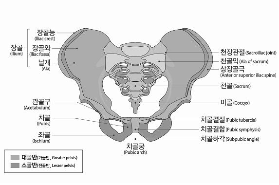 미골의기형은골절이나탈구로방사선검사로측정한각 ( 角 ) 변형이 70 이상남은상태 3) 빗장뼈 ( 쇄골 ), 가슴뼈 ( 흉골 ), 갈비뼈 ( 늑골 ), 어깨뼈 ( 견갑골 )