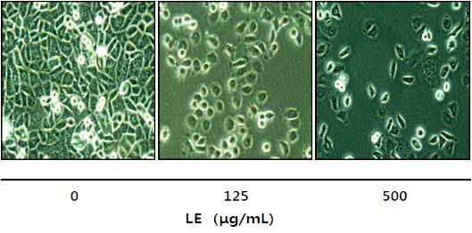 Fig. 9. Morphological changes of AGS humam stomach adenocarcinoma cell by ethanol extract of leaves in A. annua treatment.