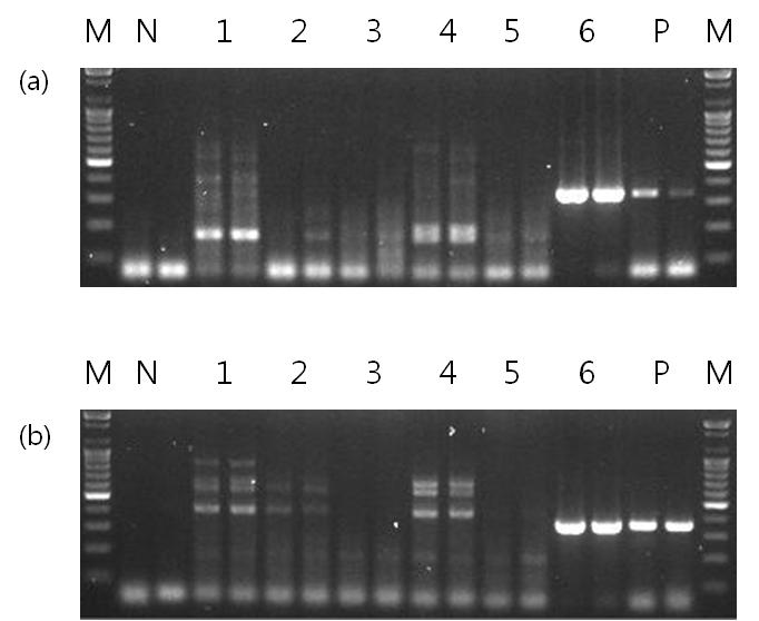 2012 년제주의양식넙치및자연산어류의 Kudoa septempunctata 감염조사 133 Figure. 2. 18S rdna (a) and 28S rdna (b) PCR results of Kudoa septempunctata positive and negative samples.