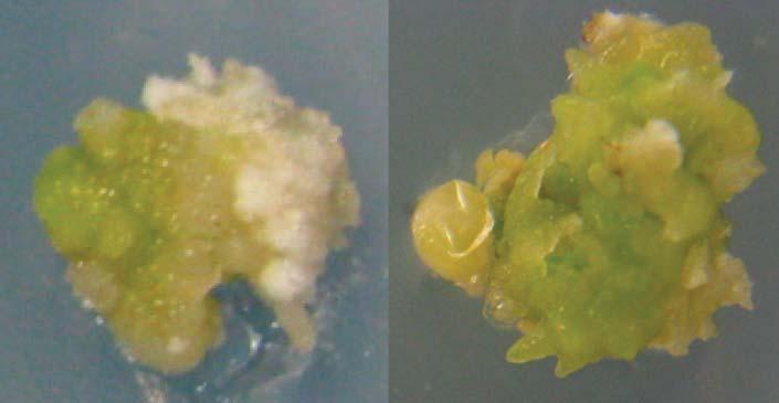 꼬마 캘러스유도및지상부형성 233 A B Fig. 1. Two different callus types on the treatments of single plant growth regulator. A: White+Yellow callus, B: Yellow+Green callus. Table 1.