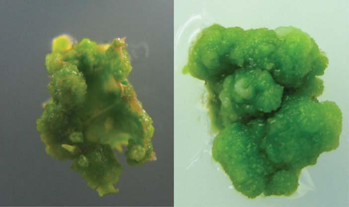 234 이지연 강은정 김상훈 김동섭 김진백 하보근 강시용 A B Fig. 2. Callus induction and callus formation from leaf disc of Hibiscus syriacus L.var. Ggoma on 2,4D 0.1+BA 0.5 mg l -1 medium.