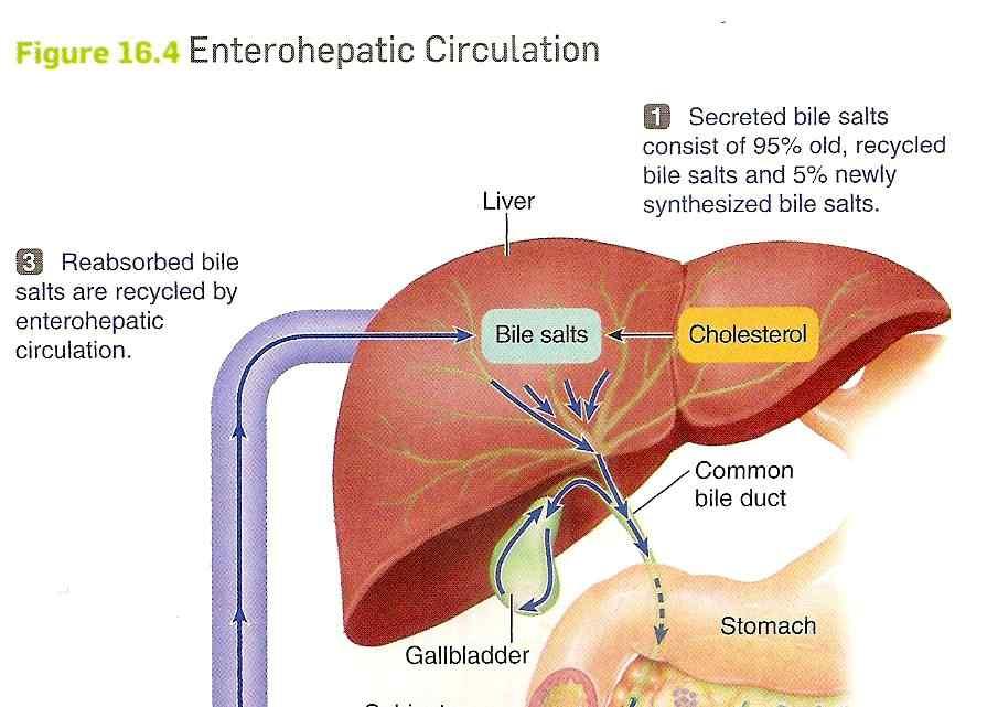 Enterohepatic circulation 간질환과영양소결핍의문제 1.