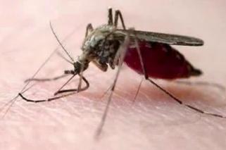 버리는더러욲물 ) 를처리하는곳 말라리아 모기 살충젗