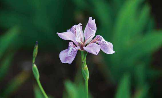 Pontederiaceae Eichhornia crassipes (Mart.) Solms Monochoria korsakowii Regel & Maack Monochoria vaginalis var. plantaginea (Roxb.) Solms Iridaceae Belamcanda chinensis (L.) DC. Iris dichotoma Pall.