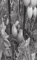 교육용옥상텃밭정원모델활용매뉴얼 - 초등학교교육용옥상생태텃밭정원 106 토마토가지 영명 : Eggplant 학명 : Solanum melongena 과명 : 가지과 영명 : Tomato 학명 : Lycopersicon esculentum 과명 : 가지과 원산지 : 인도 원산지 : 남아메리카