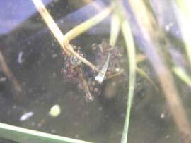 이와같이조성된번식연못에금개구리성체중성숙한개체로여겨지는암컷과수컷을함께수용하여산란을유도하였다.