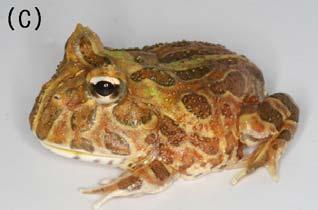 의일치로확인되었으며, 차코뿔개구리의경우는 B. drobatidis(ay997031) 가 98% 로일치된것을확인하였다.