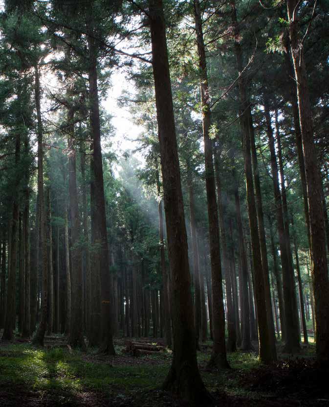 제주절물자연휴양림 쭉뻗은삼나무숲의멋진향연절물자연휴양림에서의삼림욕은향기로운내음, 푸른색깔과수목의자태등이마음을차분하게해주고, 심폐기능의강화, 기관지천식및폐결핵을예방하는데도움이된다. 1997 년개장된이곳은총 300ha 의면적에 40~45 년생삼나무가빽빽하게들어서있고서늘한기운에한여름에도한기가느껴진다.