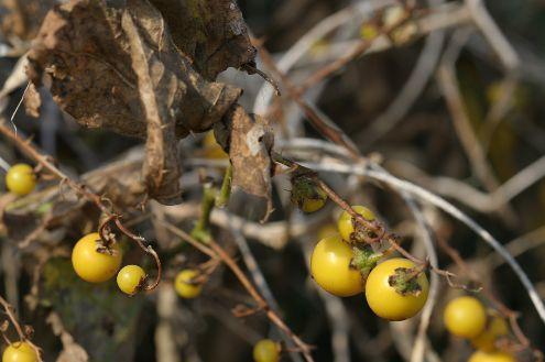 < 부록 > 183 도깨비가지 종명사진 도깨비가지 (Solanum carolinense L.