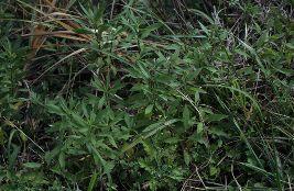 < 부록 > 187 양미역취 종명사진 양미역취 (Solodago Altissima L.