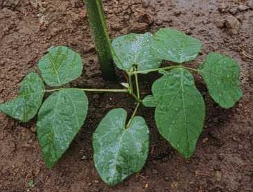 8.1 재배식물의유전형질 2) 콩의잎모양 2-1) Ln과 ln 유전자 - 기능 : 콩잎의모양지배 - 유전자작용 : 둥근잎 (Ln) 이긴잎 (ln) 에대해단순우성 - 농업적이용 : 긴잎 (ln) 개체가재배에적합 2-2) Lf 1 과 lf 2 유전자 - 기능