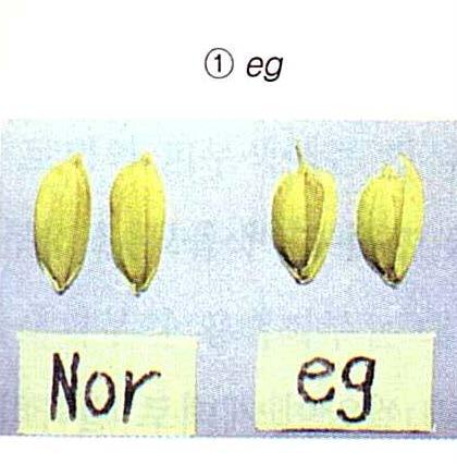 1 염색체의 eg(extra