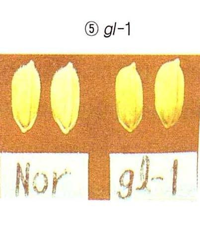 gene 6 염색체의