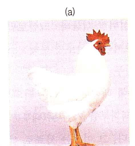 8.2 가축의유전형질 2) 닭의깃털색 1 열성백색 (recessive white) - 구조유전자 C : 색소형성지배 - 기능 : 멜라닌생성, 특정세포 (melaphore)