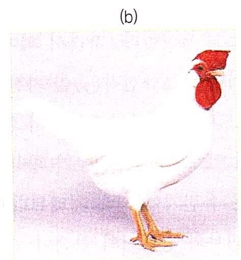 8.2 가축의유전형질 2) 닭의깃털색 2 우성백색 (dominant white) - 억제유전자 I