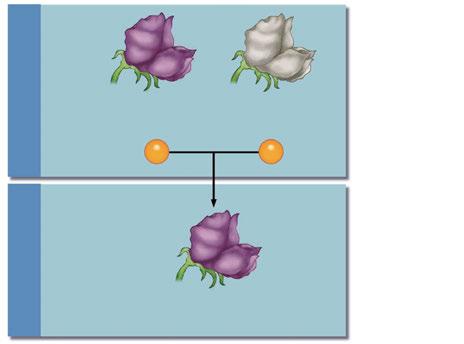 부모세대잡종 제 1 대 부모세대의생 형태 : 보라색꽃 흰색꽃 색세포는유전자를한개만가 유전자구성 : PP pp 진다. 배우자 : P p 생식세포가수정을하여생기는잡종제 1대의유전자구성 형태 : 보라색꽃 은 Pp가되고, 유전자구성 : Pp P만표현된다.
