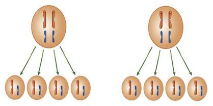 A a 모세포 A a B b B b 감수분열 a a a a 생식 a a a a b b b b 세포 b b b b 1 2 < 그림 Ⅲ- 10> 생식세포형성 1 독립유전 2 연관유전 독립유전의경우에는잡종제1대의생식세포가위그림 1과같이형성되기때문에잡종제2대의경우