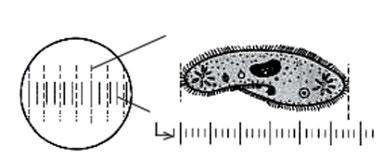 (2) 현미경배율을 100배로하고접안렌즈를돌려두마이크로미터눈금이평행이되도록조절하고아래그림과같이두마이크로미터의눈금이겹쳐지는부분을찾아그사이의눈금수를센다. 마이크로미터대물마이크로미터 대물마이크로미터대물마이크로미터는슬라이드글라스와같은크기의유리판에 10μm길이의눈금을새겨넣은것으로슬라이드글라스와혼용하지않는다.