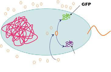 < 그림 Ⅲ-50> 형광단백질을발현하는세균을접종하여얻은그림 읽을거리녹색형광단백질 (GFP)