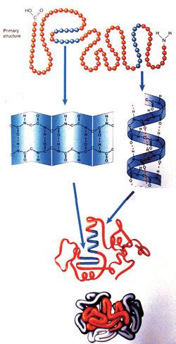 10 단백질분석 학 습 목 표용액속의단백질의양의측정할수있다. 전기영동을이용하여단백질을분자량에따라분리할수있다.