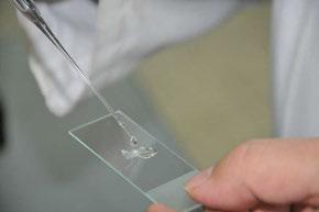 방법및절차 < 그림 Ⅰ- 10> 세포와구조관찰준비물 실험1) 양파의표피세포관찰 (1) 양파의안쪽표피 ( 비늘잎 ) 에면도날로가로세로 4~5 mm