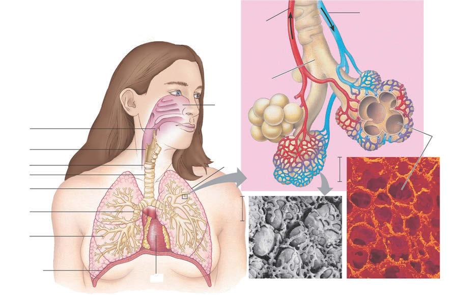 폐는수많은폐포로구성되어있고, 폐포의표면에는모세혈관이분포해있어서폐포와모세혈관사이에산소와이산 < 그림 Ⅳ- 22> 폐포는매우얇은세포들로이루어져있고, 모세혈관과근접해있어, 혈액과의가화탄소의교환이일어난다. 한사람이가지고있는폐포수는스교환에적합한구조를하고있다.