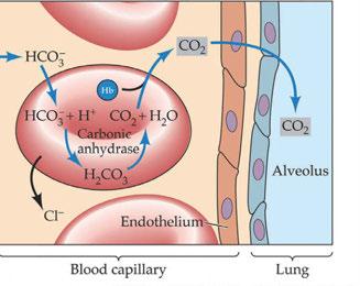 이산화탄소는혈액내에서중탄산이온 (HCO 3 - ) 의형태로수송된다. CO 2 + H 2 O H 2 CO 3 H + + HCO 3 - 이산화탄소가조직에서혈액으로이동하면적혈구내의탄산탈수소효소 (carbonic anhydrase) 에의해탄산염 (H 2 CO 3 ) 으로빠른속도로전환된다.