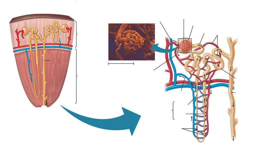 2) 배설기관 하대정맥신동맥과신정맥대동맥수뇨관방광요도 신장 ( 콩팥 ) 속질 ( 수질 ) 겉질 ( 피질 ) 신우 (a) 배설계와주요연결혈관들 수뇨관 (b) 신장의구조