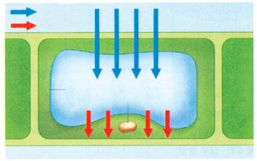 세포가에너지를사용하여물질을이동시키는것을능동수송이라고한다. ATP의가수분해시나오는에너지를이용해낮은농도에서높은농도쪽으로물질을수송하는것은 1차능동수송이며, 직접적인 ATP의사용은없지만다른이온의농도차이에의해물질이이동하는것에짝지어물질의수송이일어나는경우를 2차능동수송이라고한다. 이경우역시짝지은물질의수송은농도차이에역행하여발생하게된다.