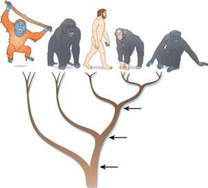 4~6 백만년 6~8 백만년 12~16 백만년 사람과 (Hominidae) : 4속 7종오랑우탄속 (Pongo) 고릴라속 (Gorilla) 침팬지속 (Pan) 사람속 (Homo) < 그림 Ⅴ- 53> 사람과의계통수 탐구활동 유인원의계통도그리기 MEGA 프로그램을이용해유인원의계통도를그려보자.