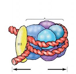 한편 H1 히스톤단백질은핵심입자를감는 DNA의매듭부위에결합되어있는형태를하고있으며, 뉴클레오솜과 H1 히스톤단백질을합쳐크로마토솜 (chromatosome) 이라고한다. 11 nm < 그림 Ⅰ- 26> 크로마토솜모형 세포분열의중기염색체를전자현미경으로보면단단하게꼬여있는덩어리또는포개져있는섬유형태를볼수있으며, 이와같은염색질섬유들은평균직경이 30 nm 정도이다.