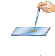 (3) 약 5분경과후거름종이를덮개유리위에덮고엄지손가락으로압착하여세포들이잘퍼지도록하자.