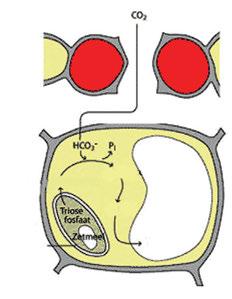 C 4 식물잎의광합성세포 엽육세포유관속초세포 엽육세포 탈탄산효소옥살아세트산 공기 옆맥 ( 관다발조직 ) 말산 C 4 식물의잎구조 기공 유관속초세포