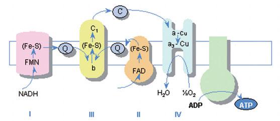 NADH로부터방출된한쌍의고에너지전자는복합체I(NADH 탈수소효소 ) 유비퀴논( 유기분자 ) 복합체III( 시토크롬b-c복합체 ) 시토크롬c 복합체IV( 시토크롬산화효소 ) 로이동하다가최종적으로 O 2 분자로이동하게된다.
