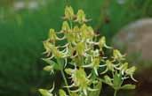 DMZ 의희귀특산식물 DMZ 의희귀특산식물 011 닻꽃 Halenia corniculata (L.