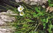 DMZ 의희귀특산식물 DMZ 의희귀특산식물 061 바람꽃 Anemone narcissiflora L.