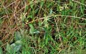 몽골강원도일부지역 067 솔붓꽃 Iris ruthenica KerGawl.