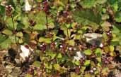 과명붓꽃과 Iridaceae 분포일본, 중국, 러시아, 인도,