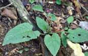 neofilipes (Nakai) Ohwi ex Hatus. 과명사초과 Cyperaceae 분포산지의풀밭에서자란다고기록되어있으나실제분포정보부족 205 그늘참나물 Pimpinella brachycarpa var.