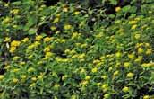 DMZ 의희귀특산식물 DMZ 의희귀특산식물 231 세모부추 Allium deltoidefistulosum