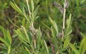 Salix sericeocinerea Nakai 과명장미과 Rosaceae 분포평안도및함경도의산중턱이상에서자란다고하나분류학적실체불분명