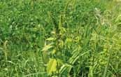 DMZ 의외래식물 DMZ 의외래식물 001 가는털비름 Amaranthus